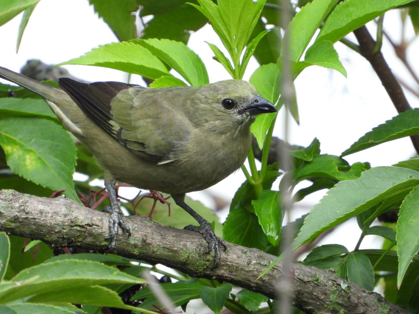 Palm Tanager