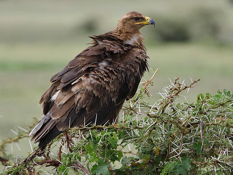 Águila esteparia