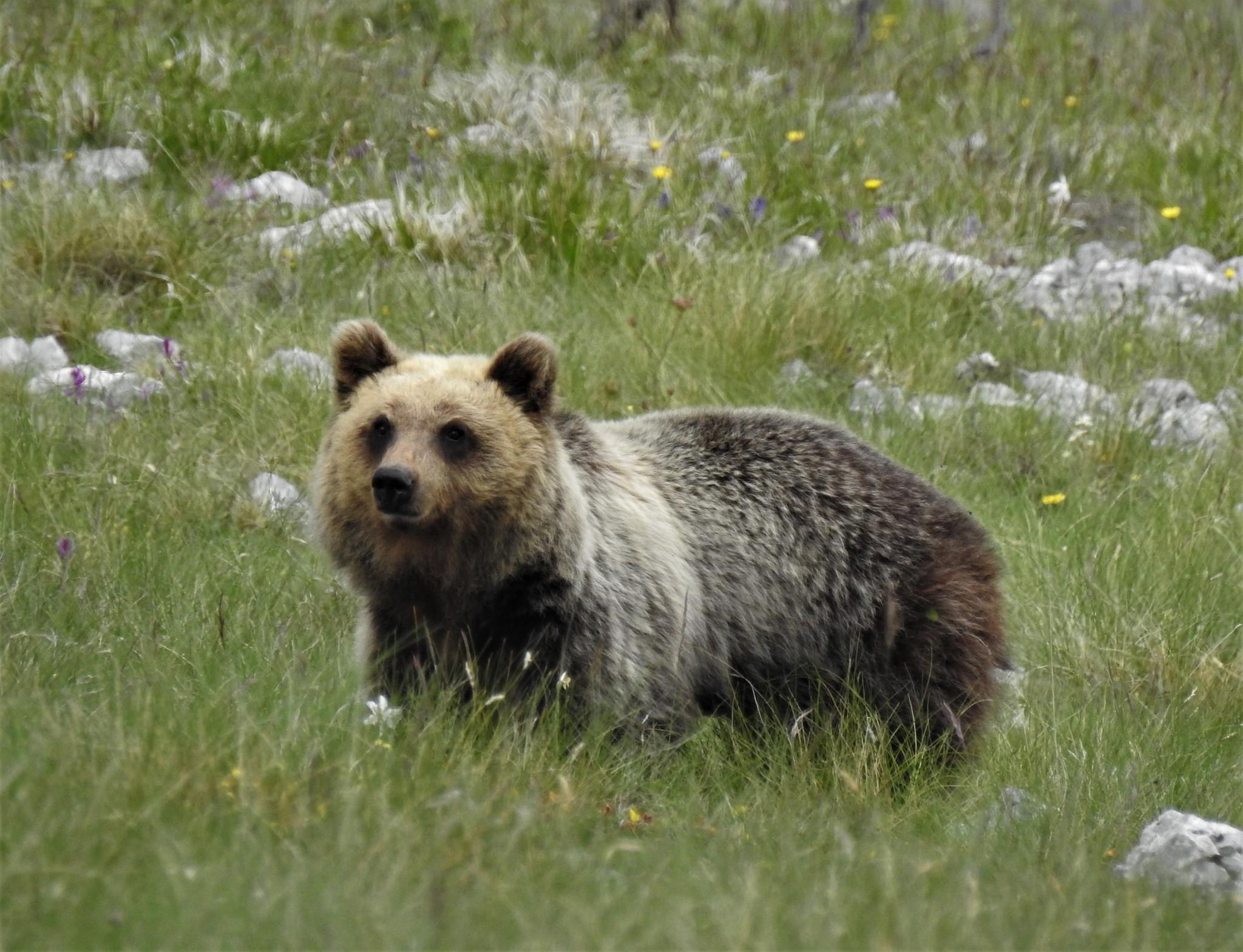 Oso Pardo