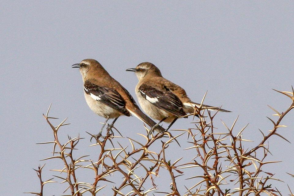 Brown-backed Mockingbird