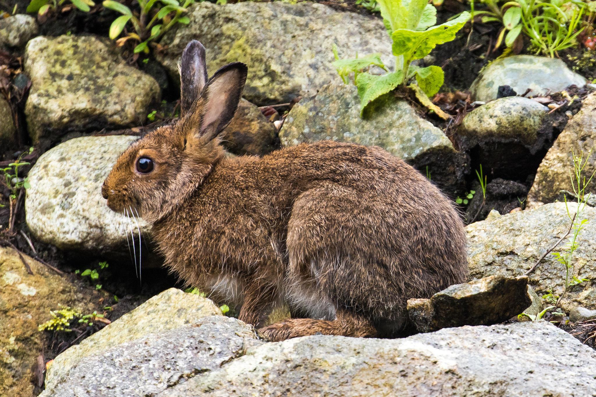 Liebres y conejos