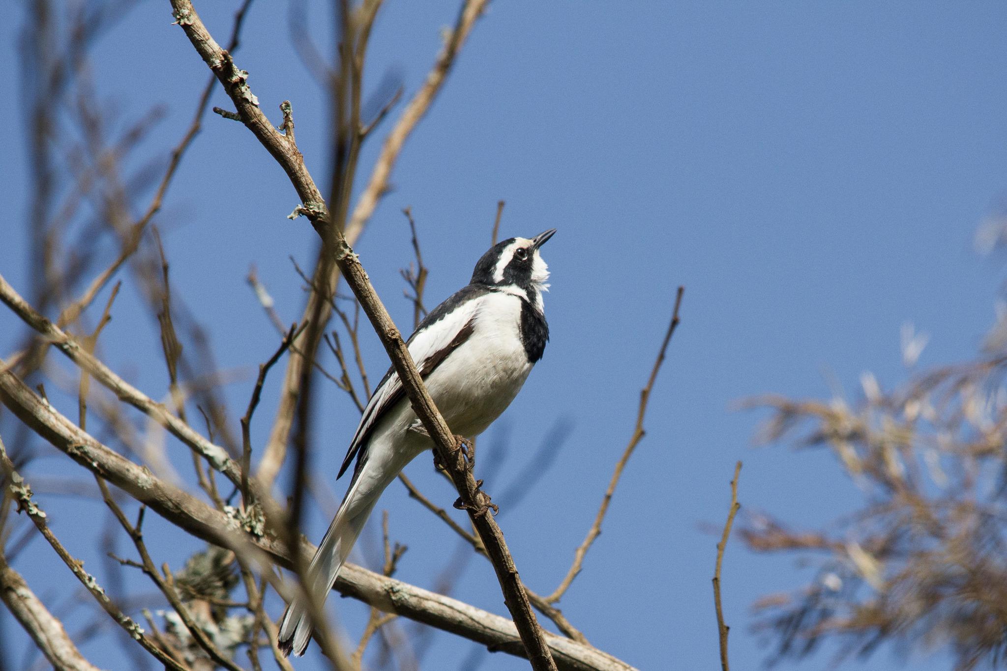 Lavandera Africana