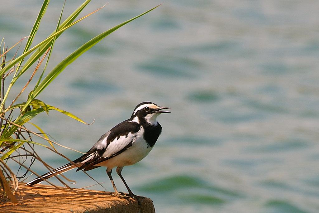 Lavandera Africana