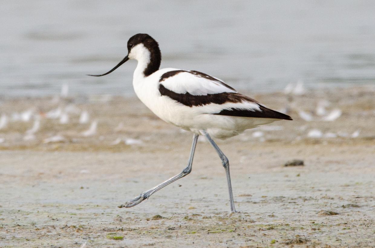 Avoceta Común