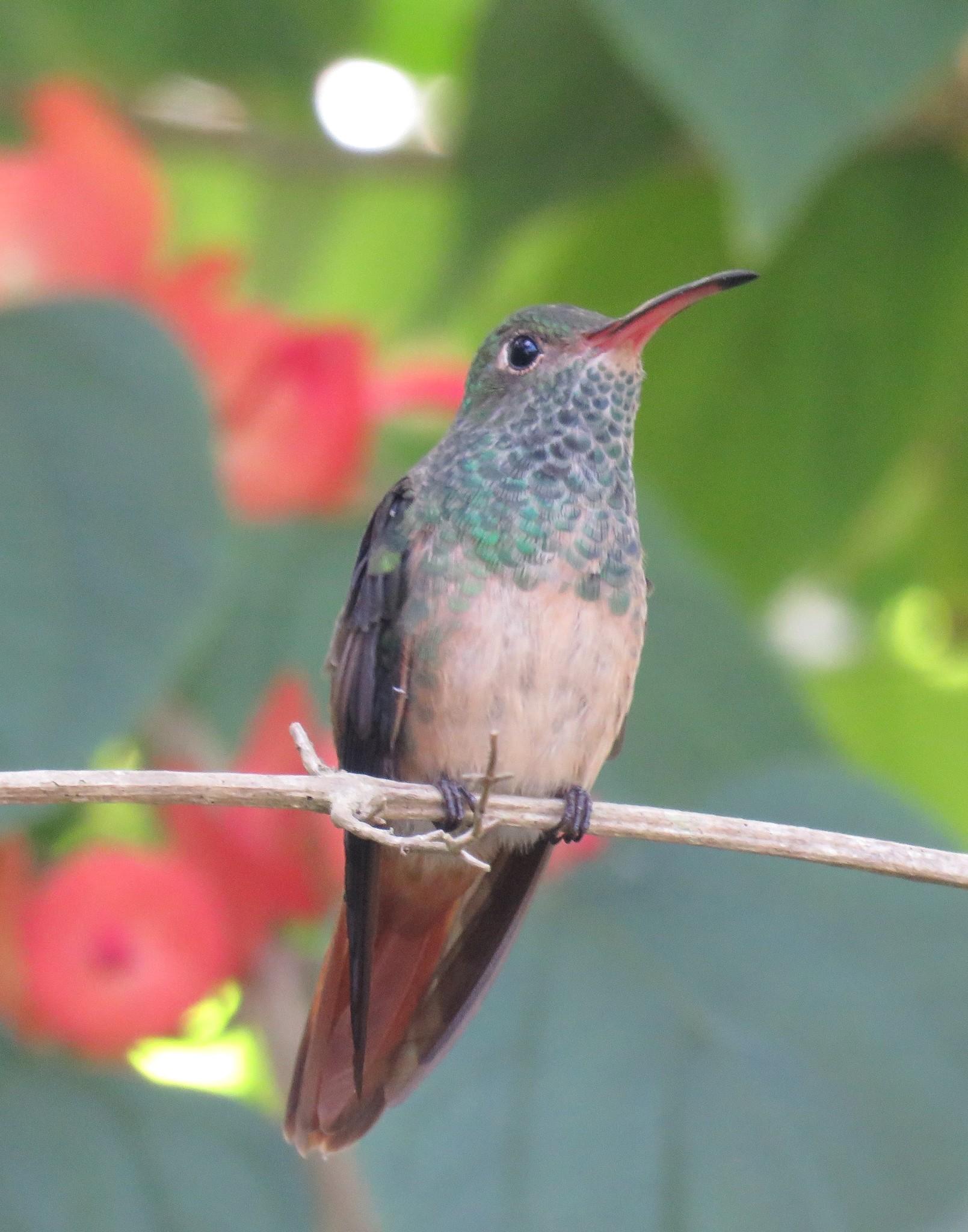 Buff-bellied Hummingbird