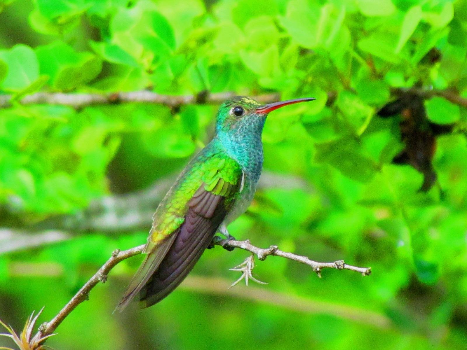 Honduran Emerald