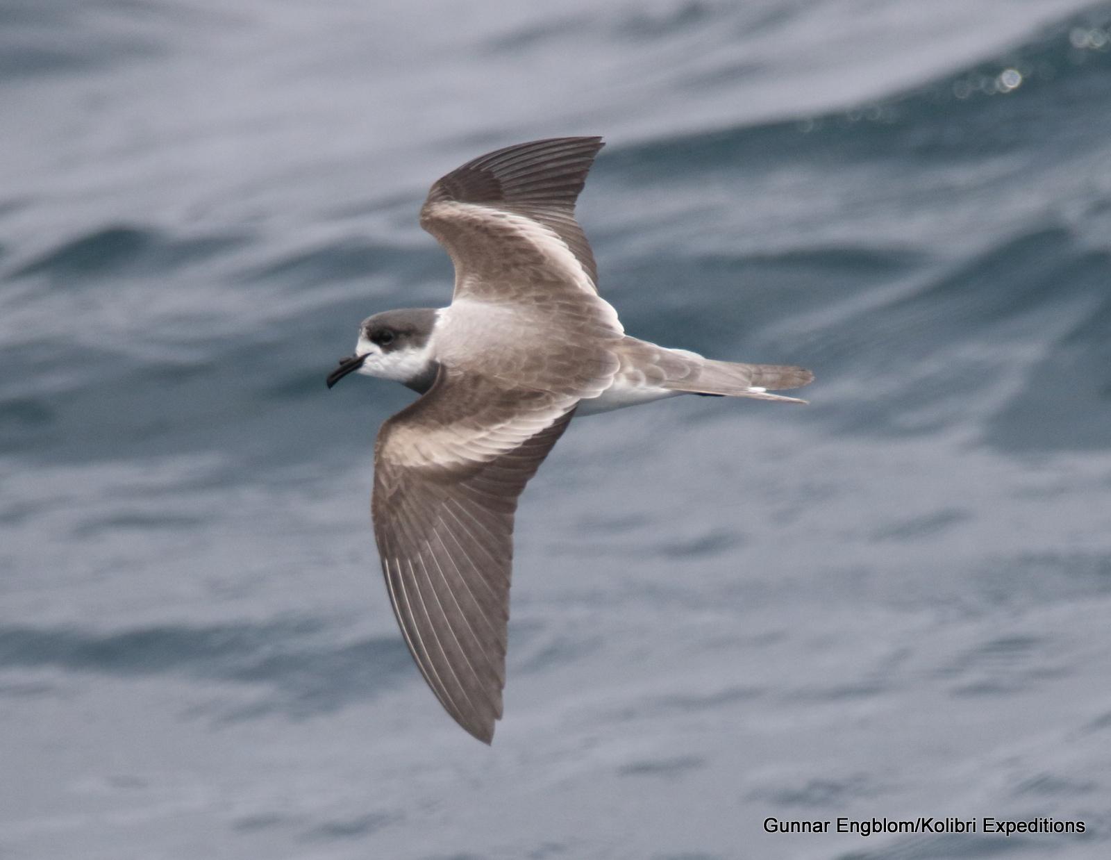Golondrina de mar de collar