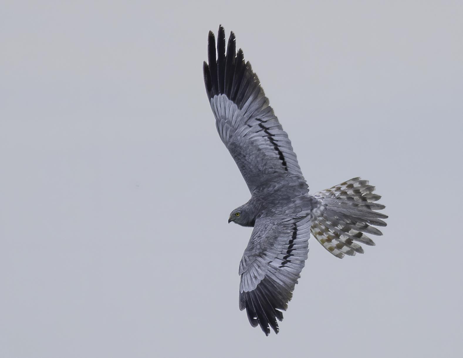Aguilucho cenizo