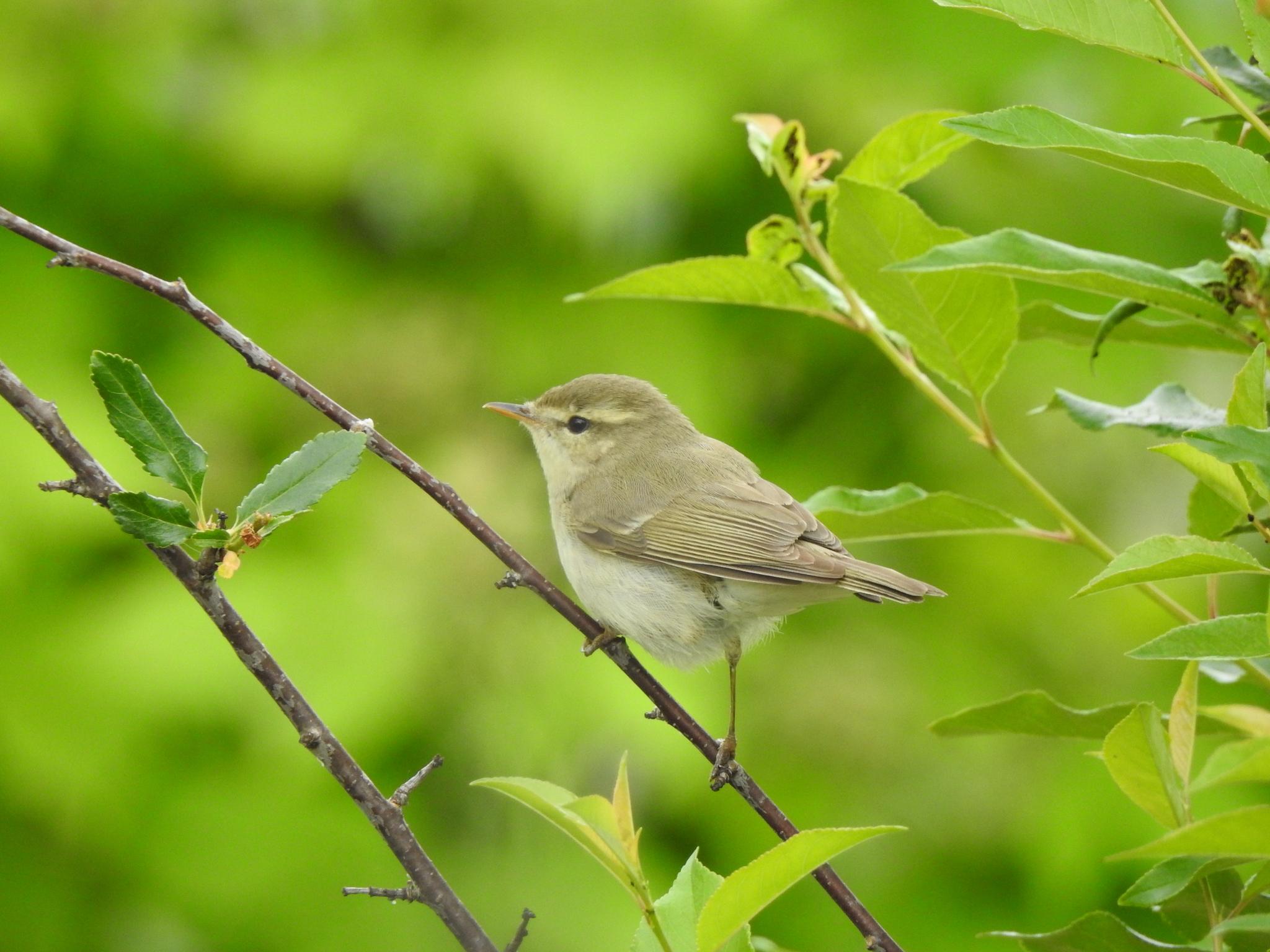 Mosquitero Verdoso