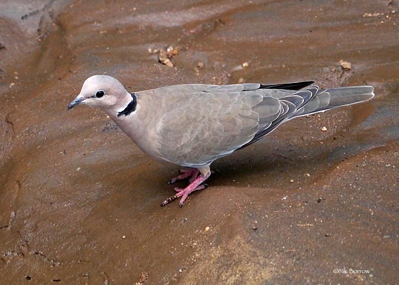 Vinaceous Dove