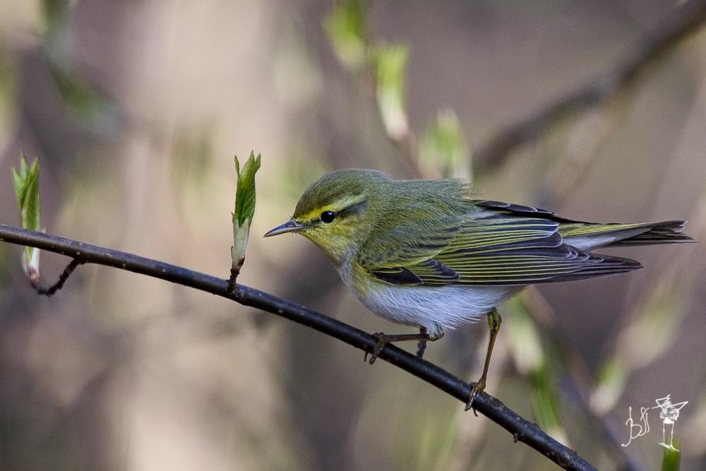 Mosquitero silbador