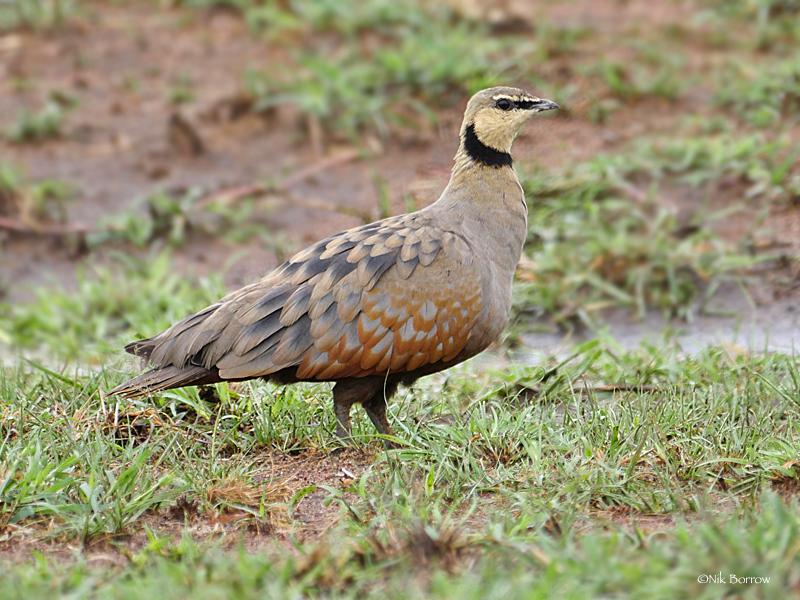 Ganga Gorgigualda