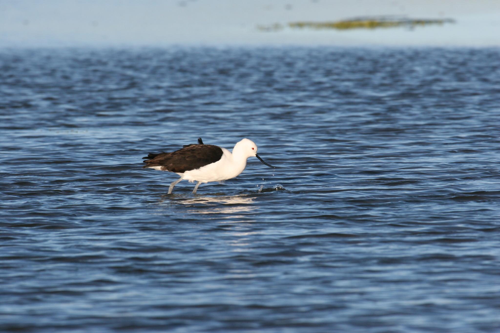 Avoceta andina