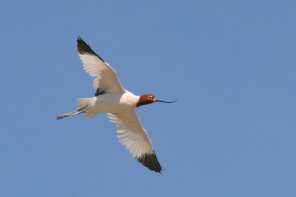Avoceta Australiana