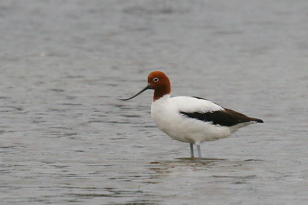 Avoceta Australiana
