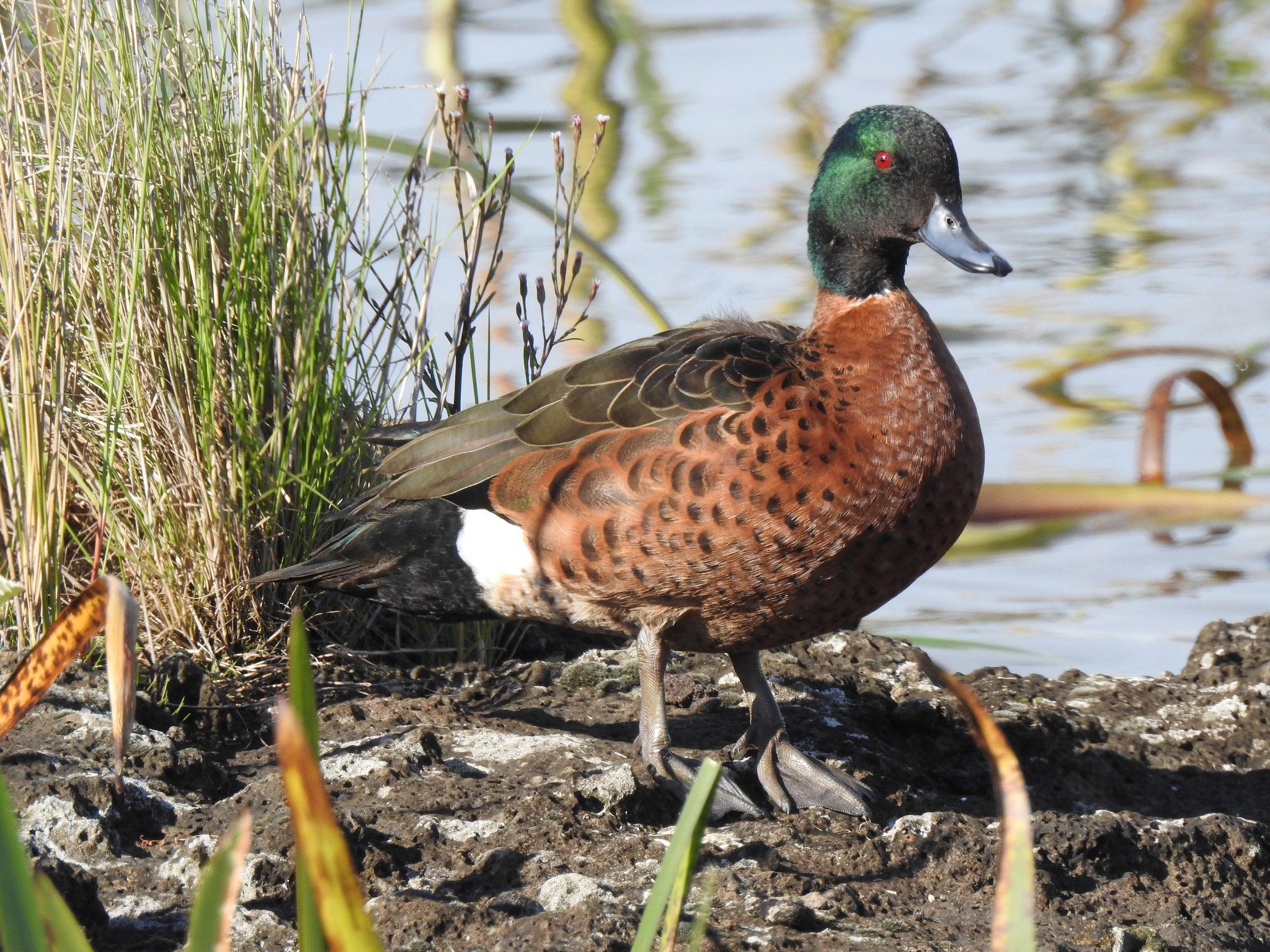 Pato castaño
