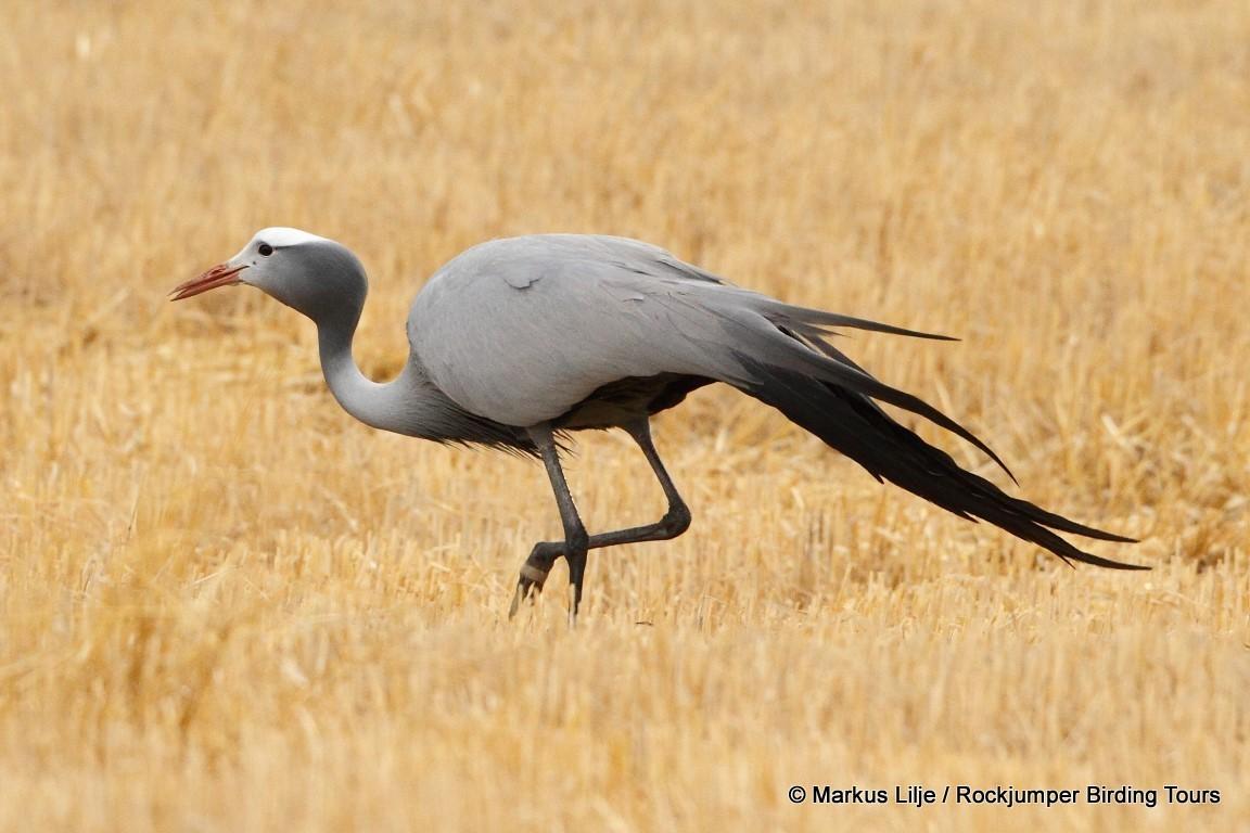 Grulla azul