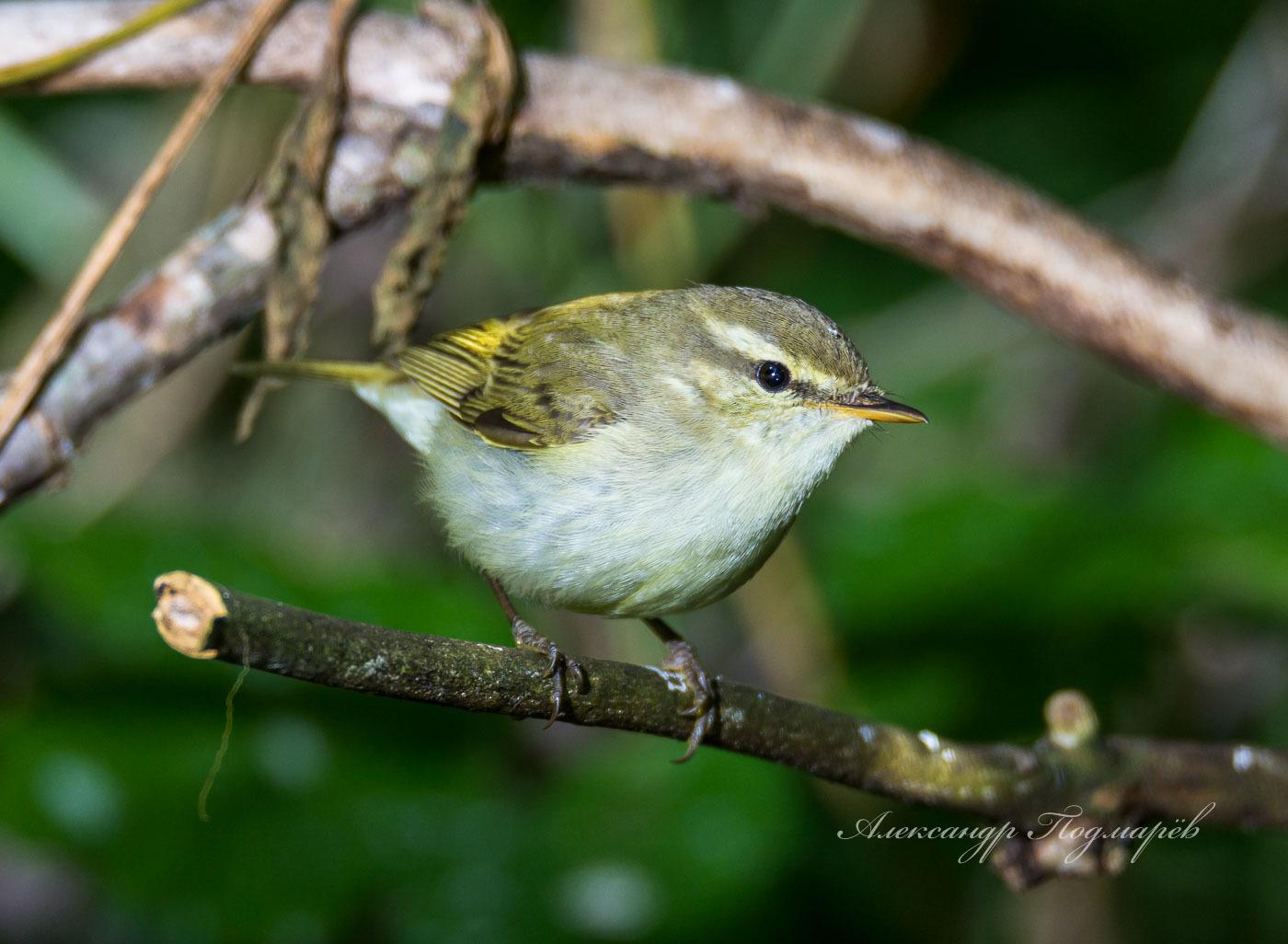 Mosquitero Verdoso