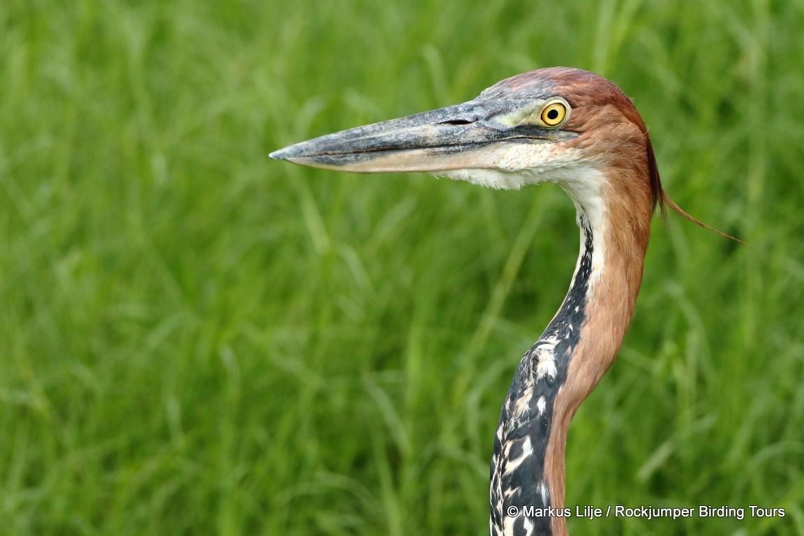 Goliath Heron