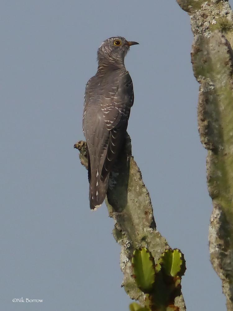 Cuco Barbiblanco