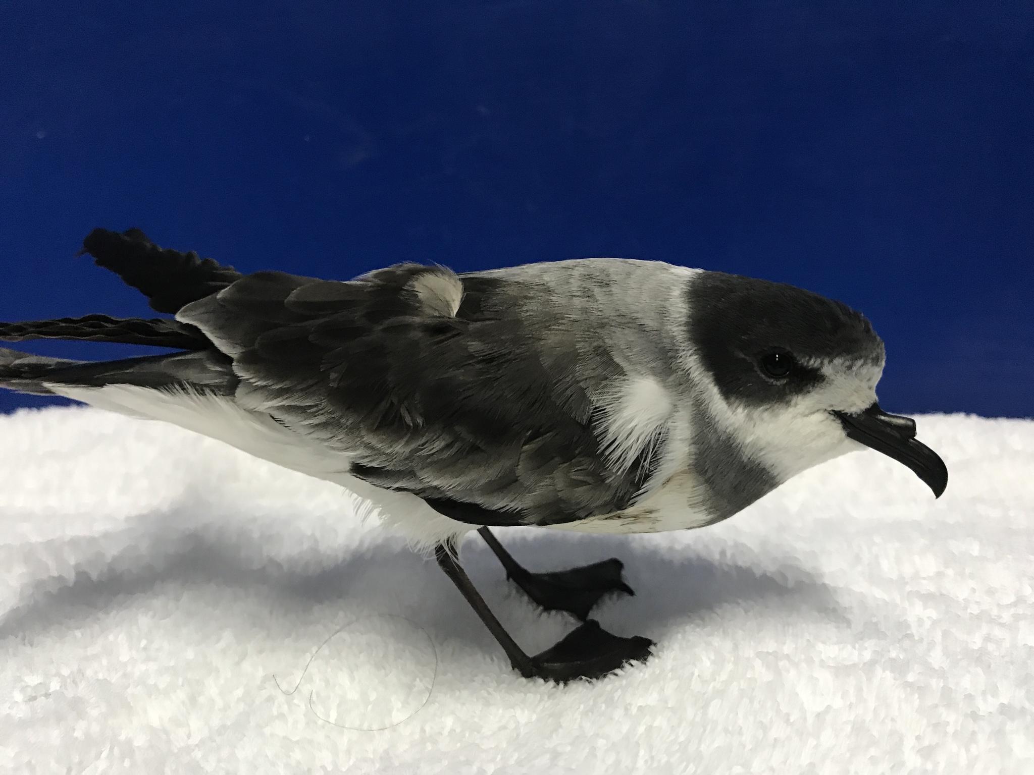 Golondrina de mar de collar