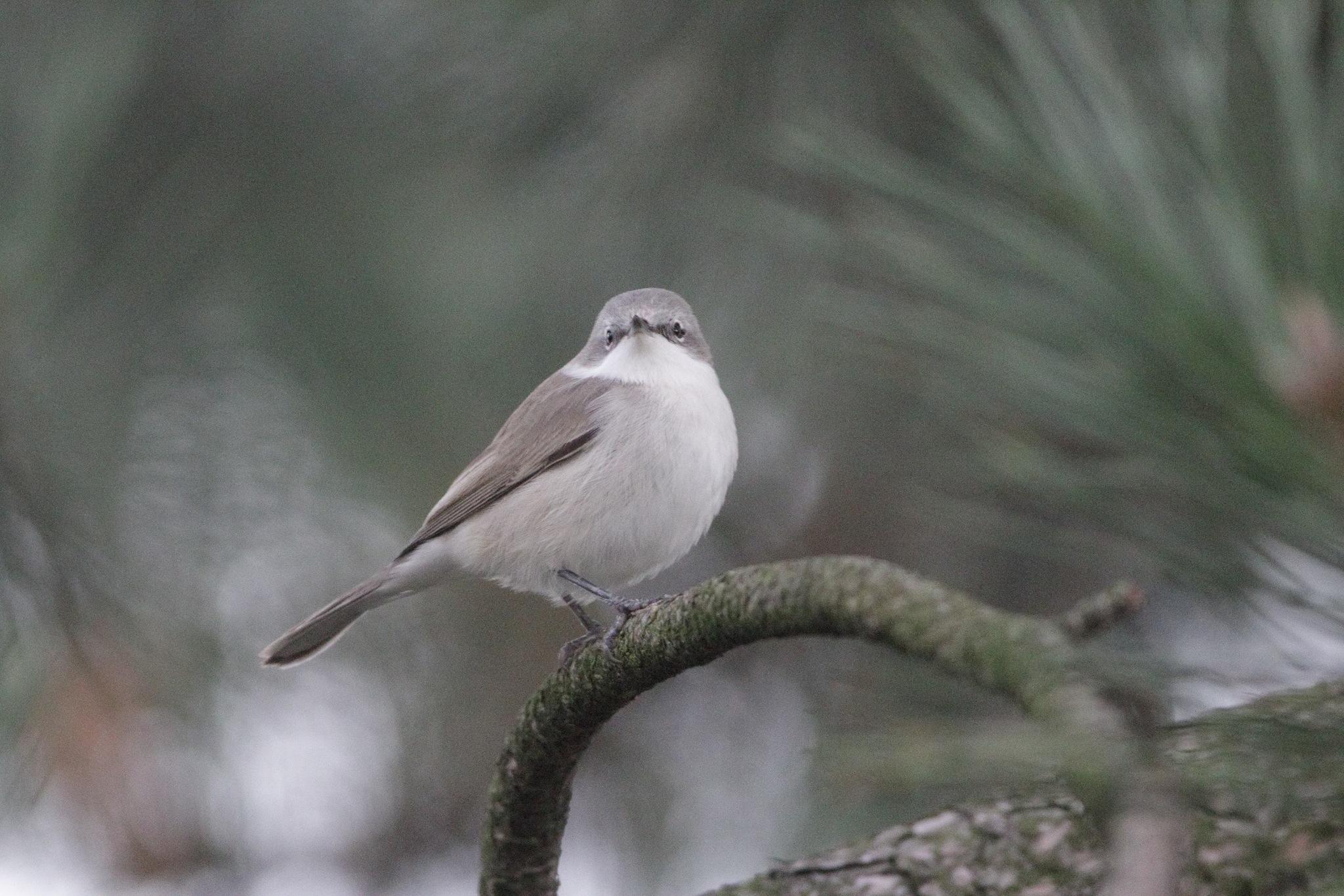 Curruca Zarcerilla