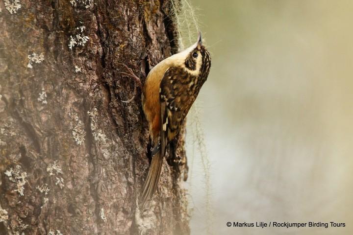 Rusty-flanked Treecreeper