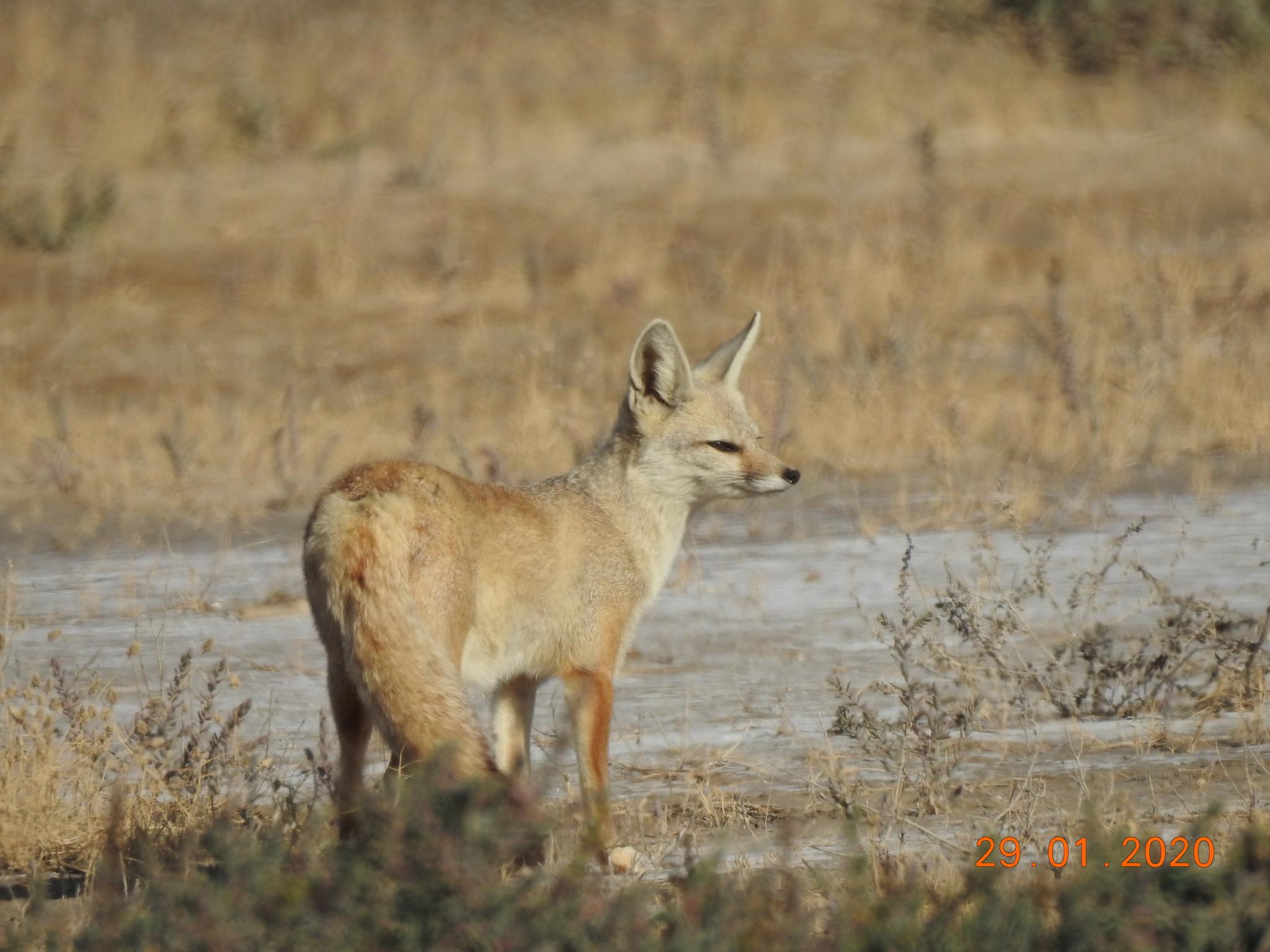 Indian Fox