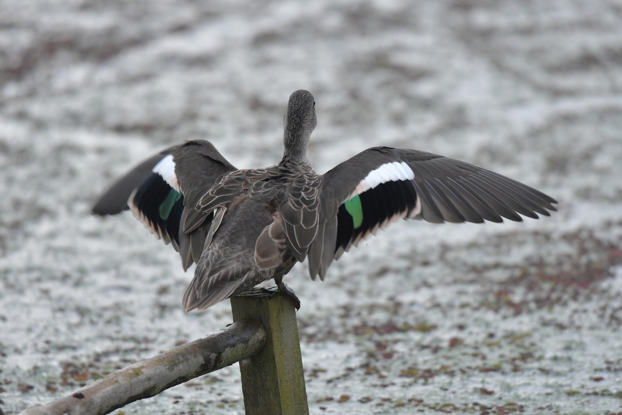 Grey Teal