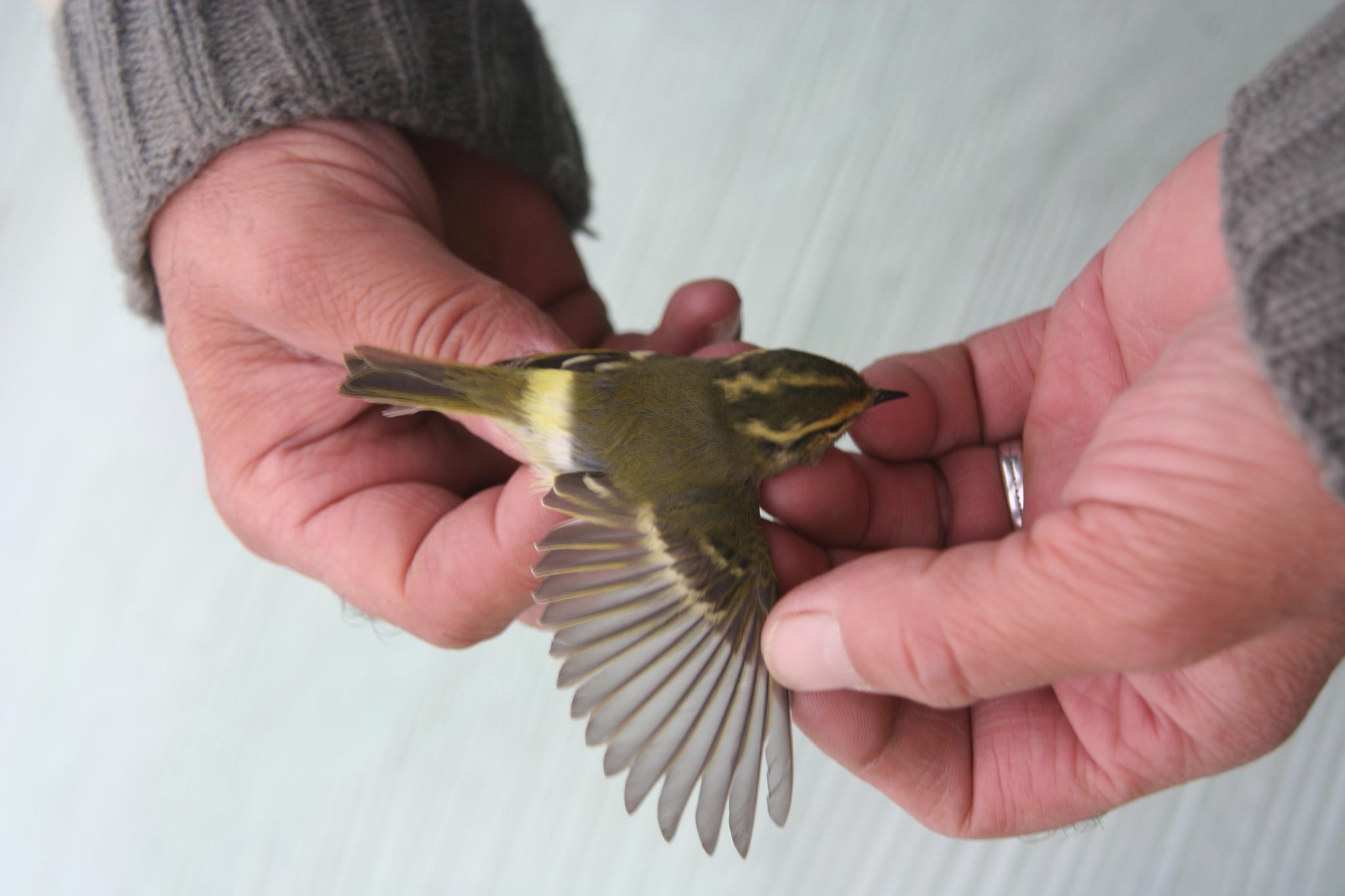 mosquitero de Pallas