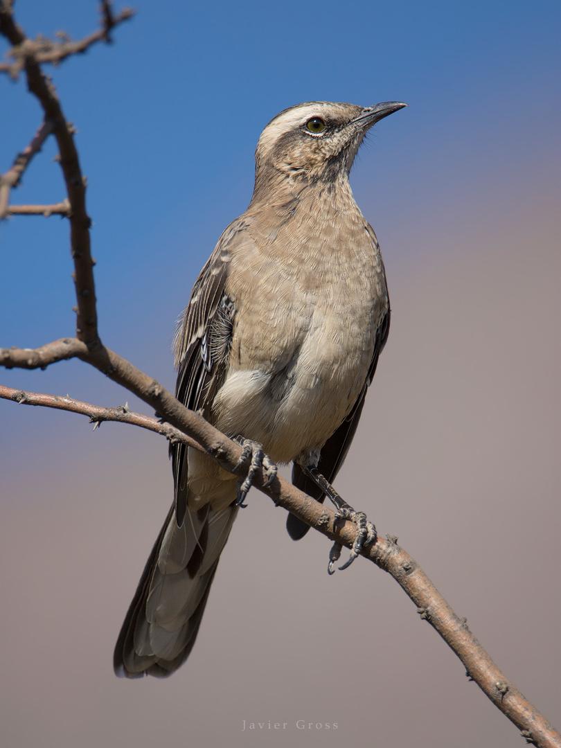 Chilean Mockingbird