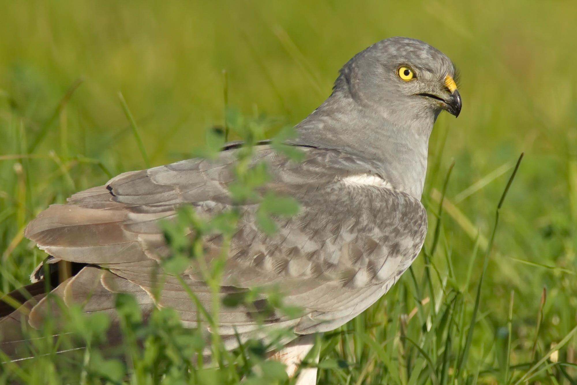 Aguilucho cenizo