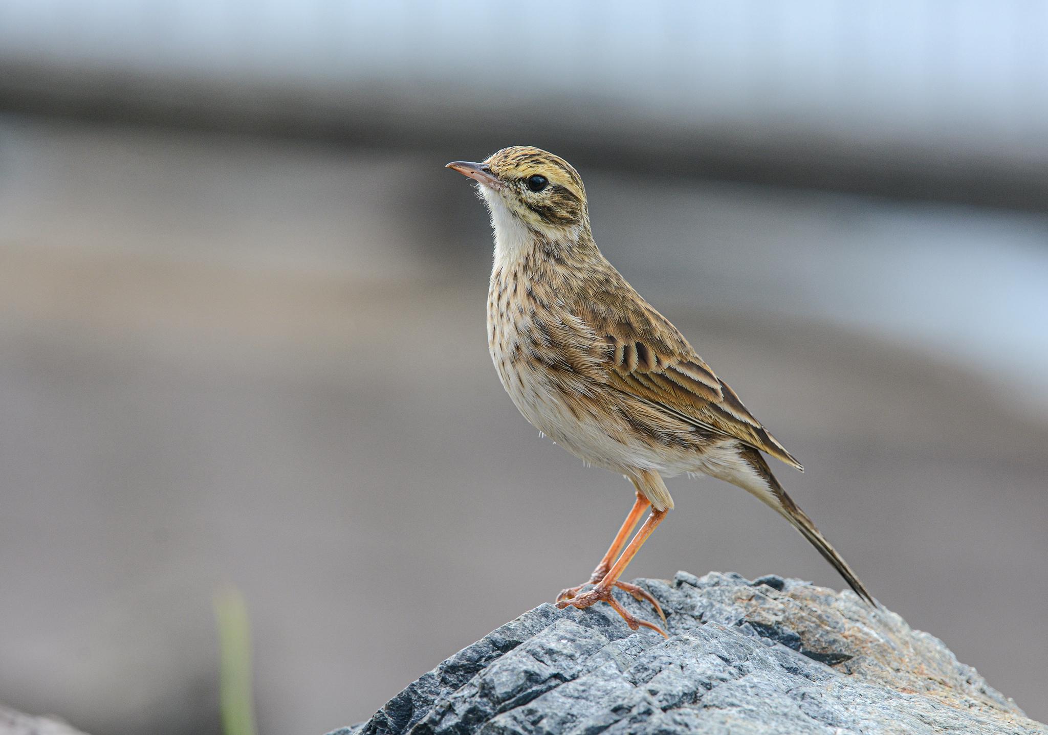 Anthus australis