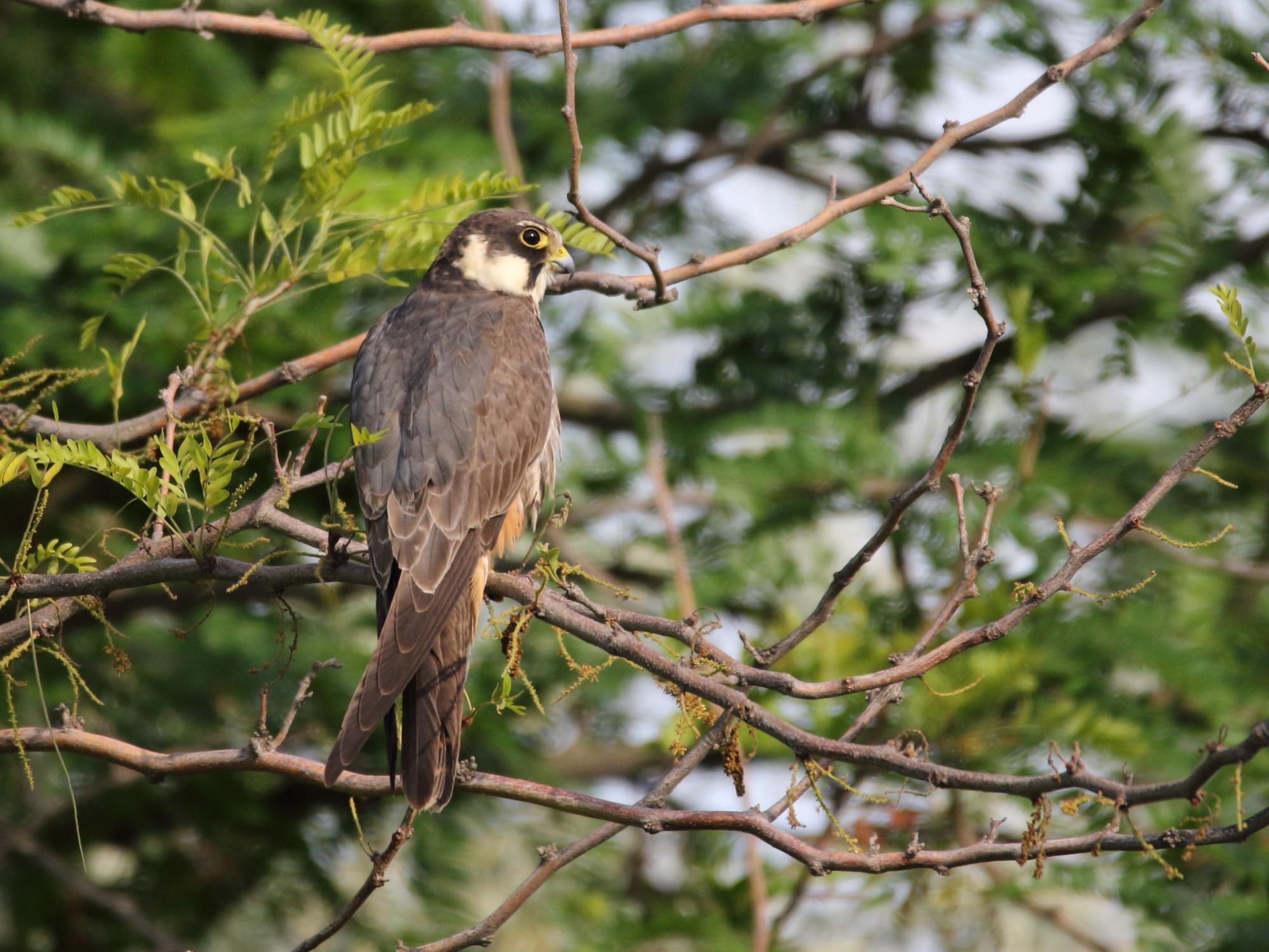Alcotán europeo
