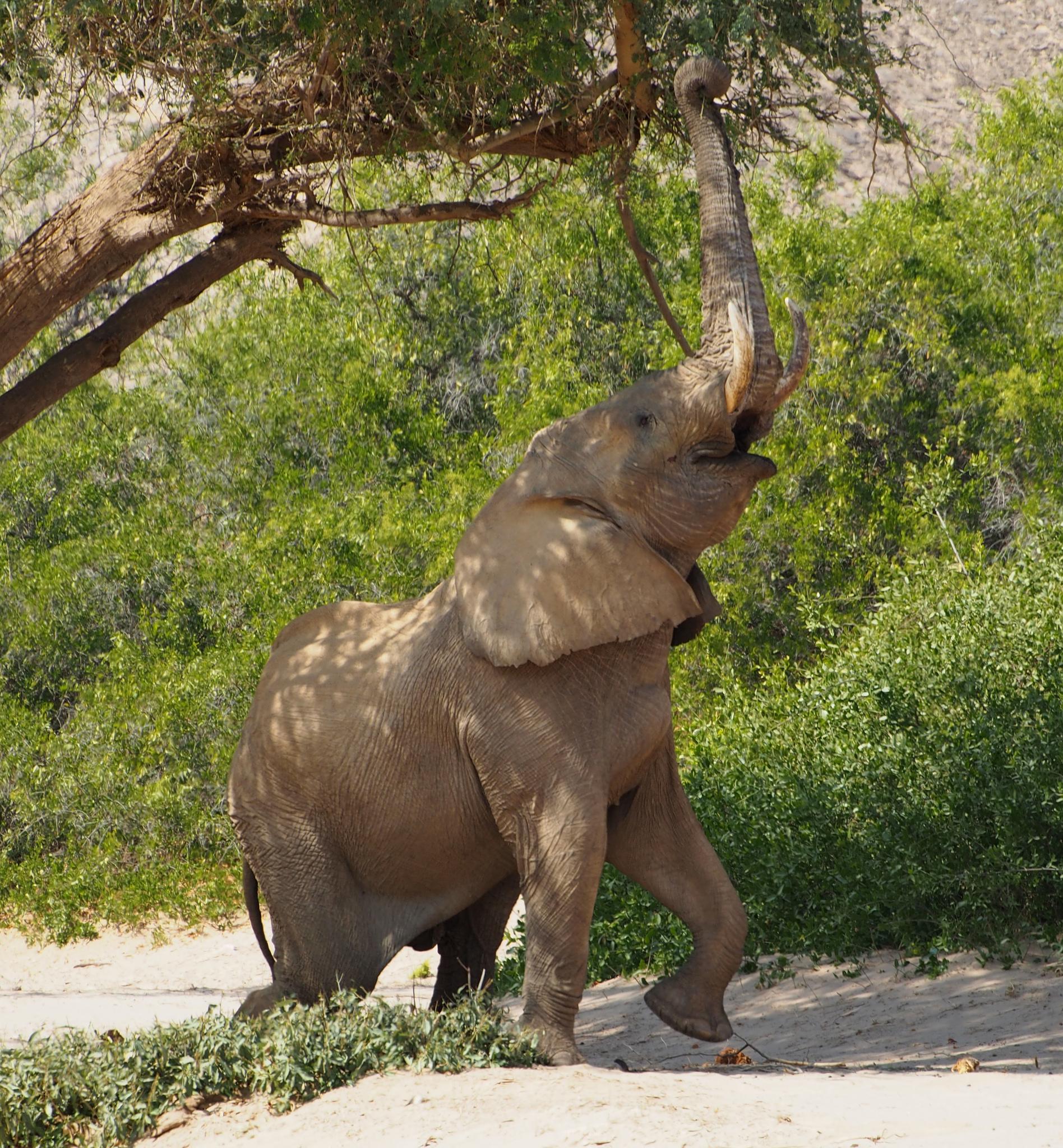Placental Mammals