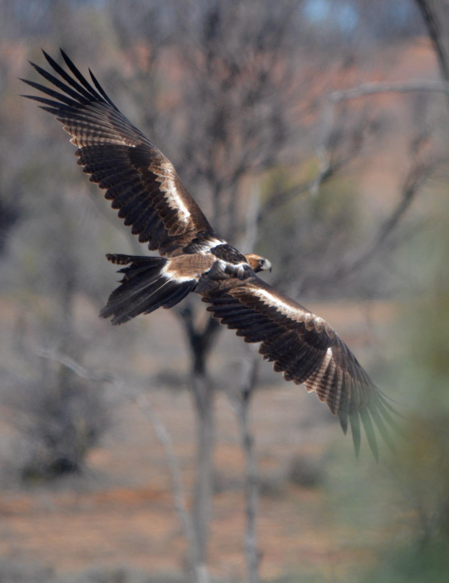 Águila Audaz
