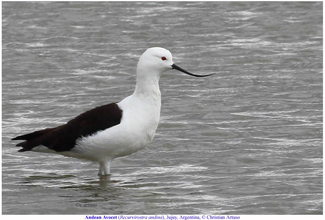 Avoceta andina