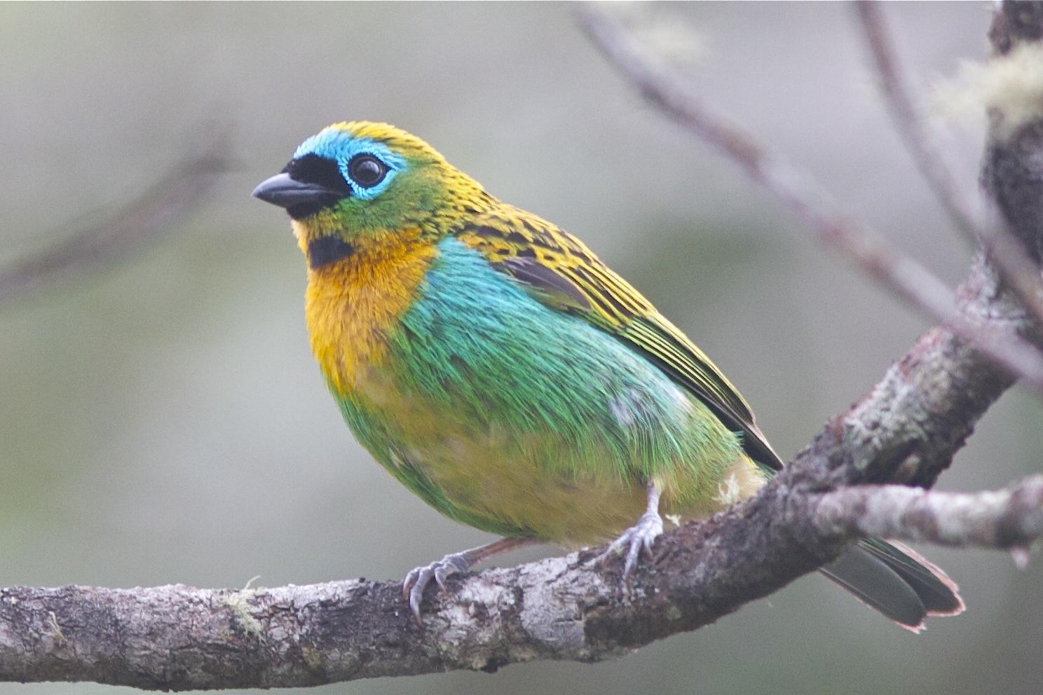 Brassy-breasted Tanager