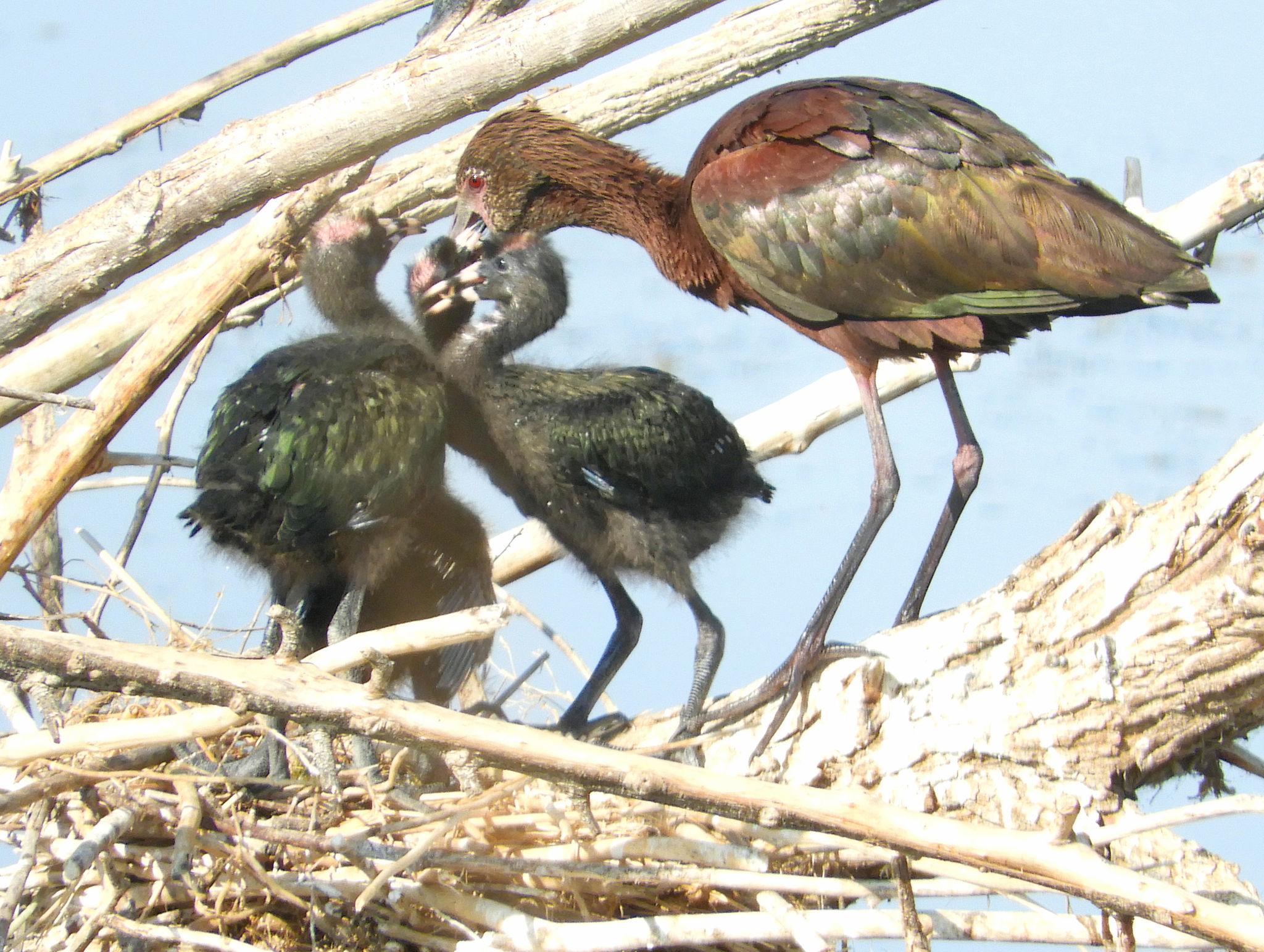 Ibis Ojos Rojos