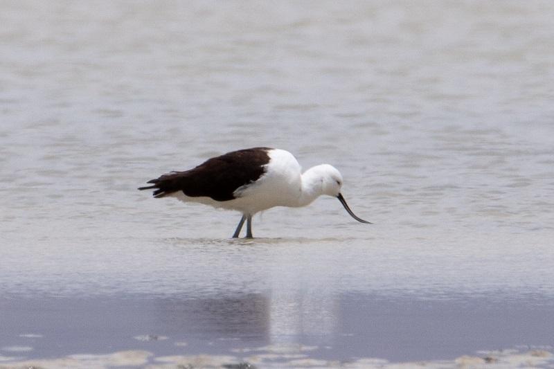 Avoceta andina