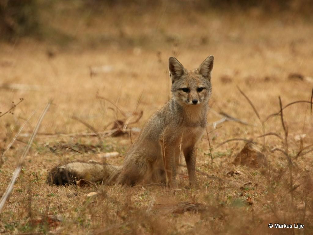 Indian Fox