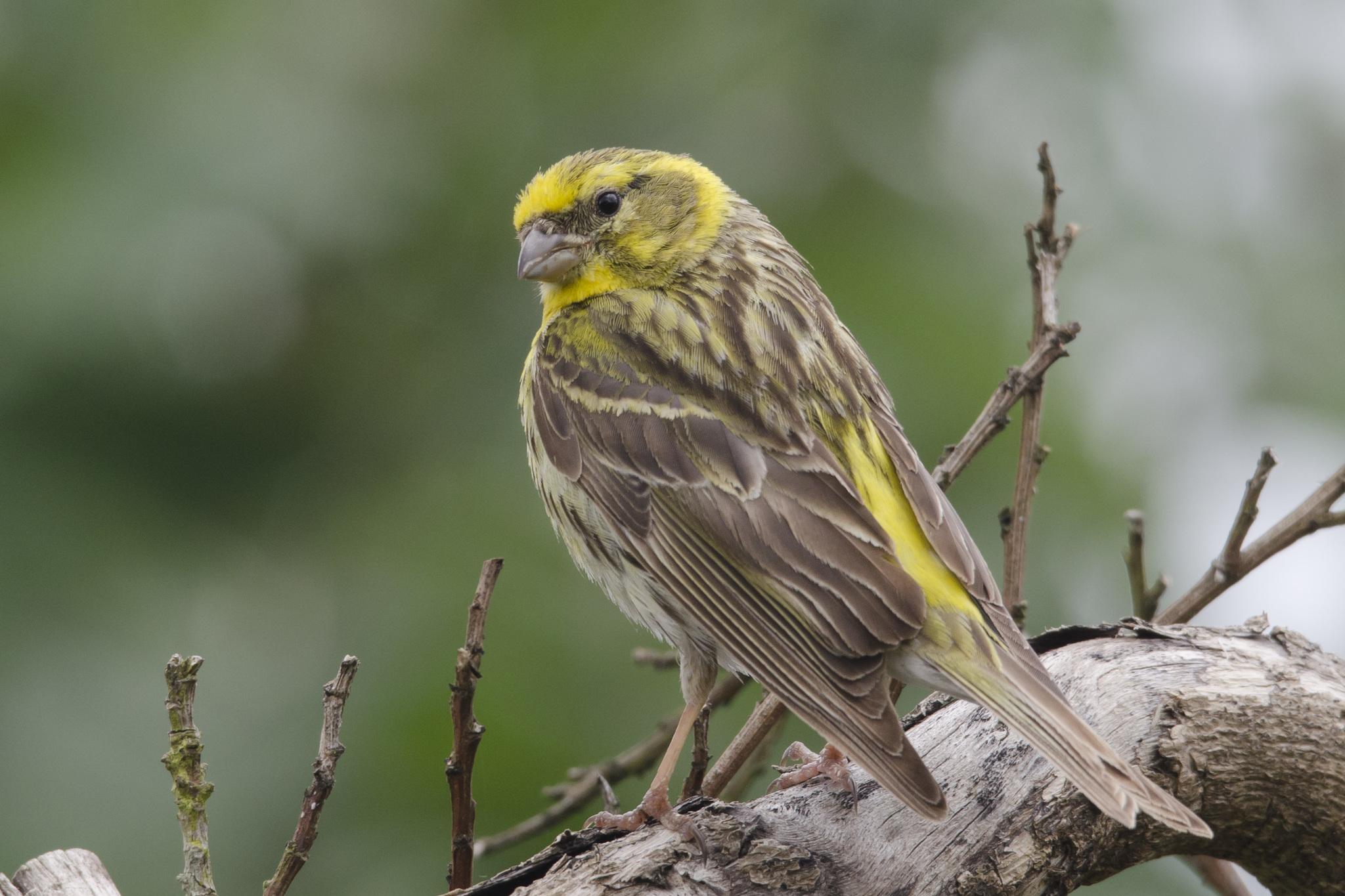European Serin