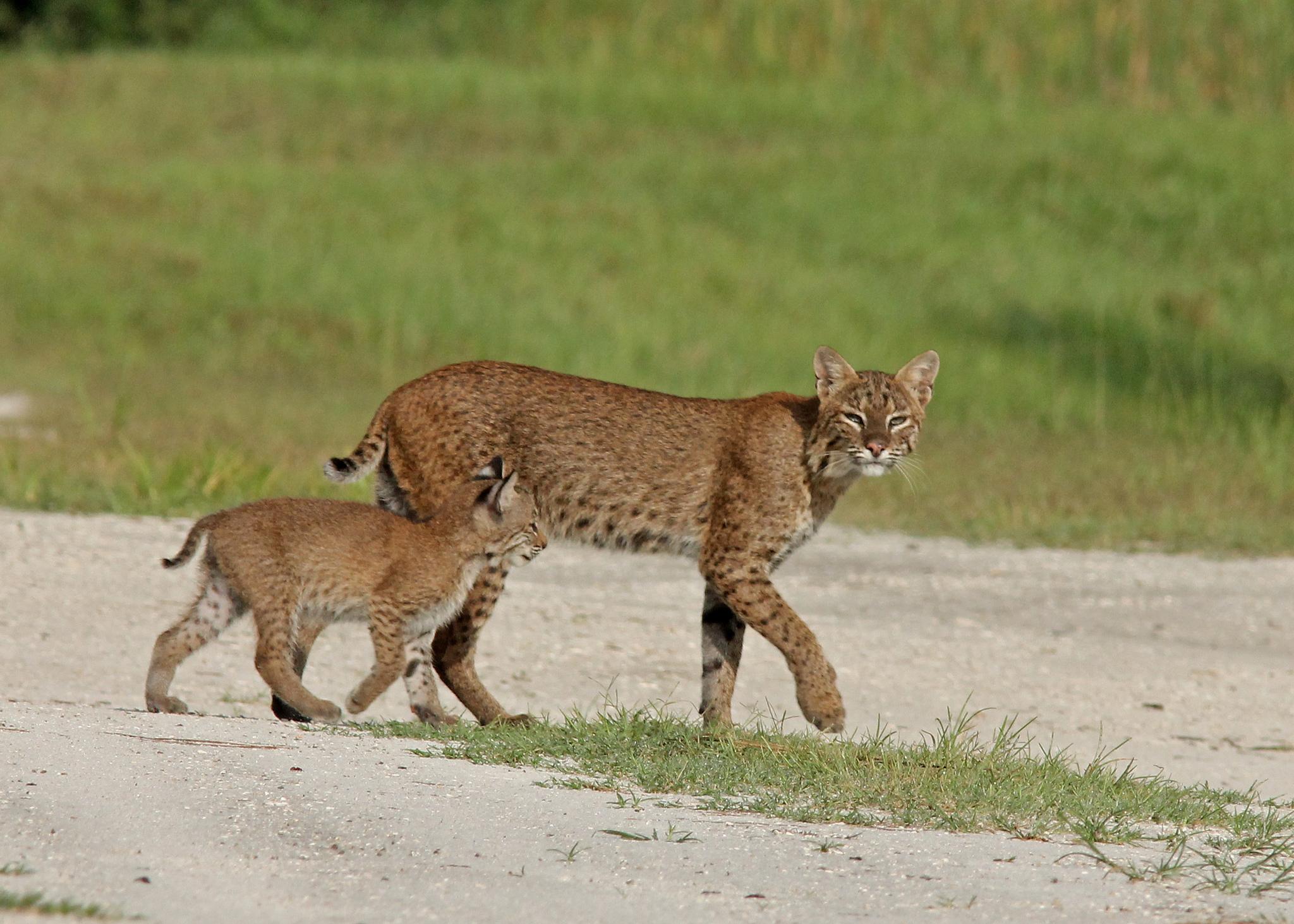 Bobcat