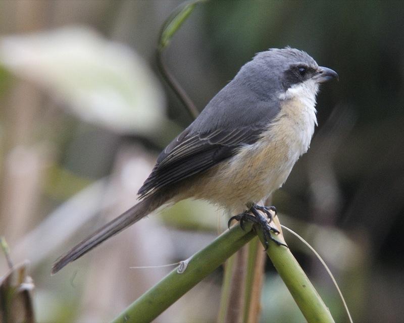 Grey-backed Shrike