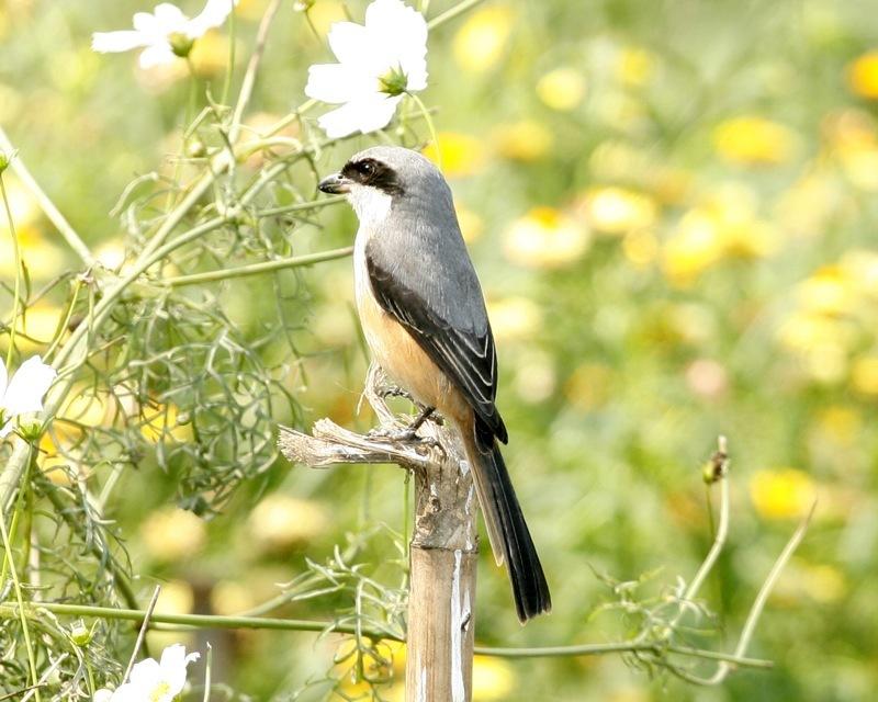 Grey-backed Shrike