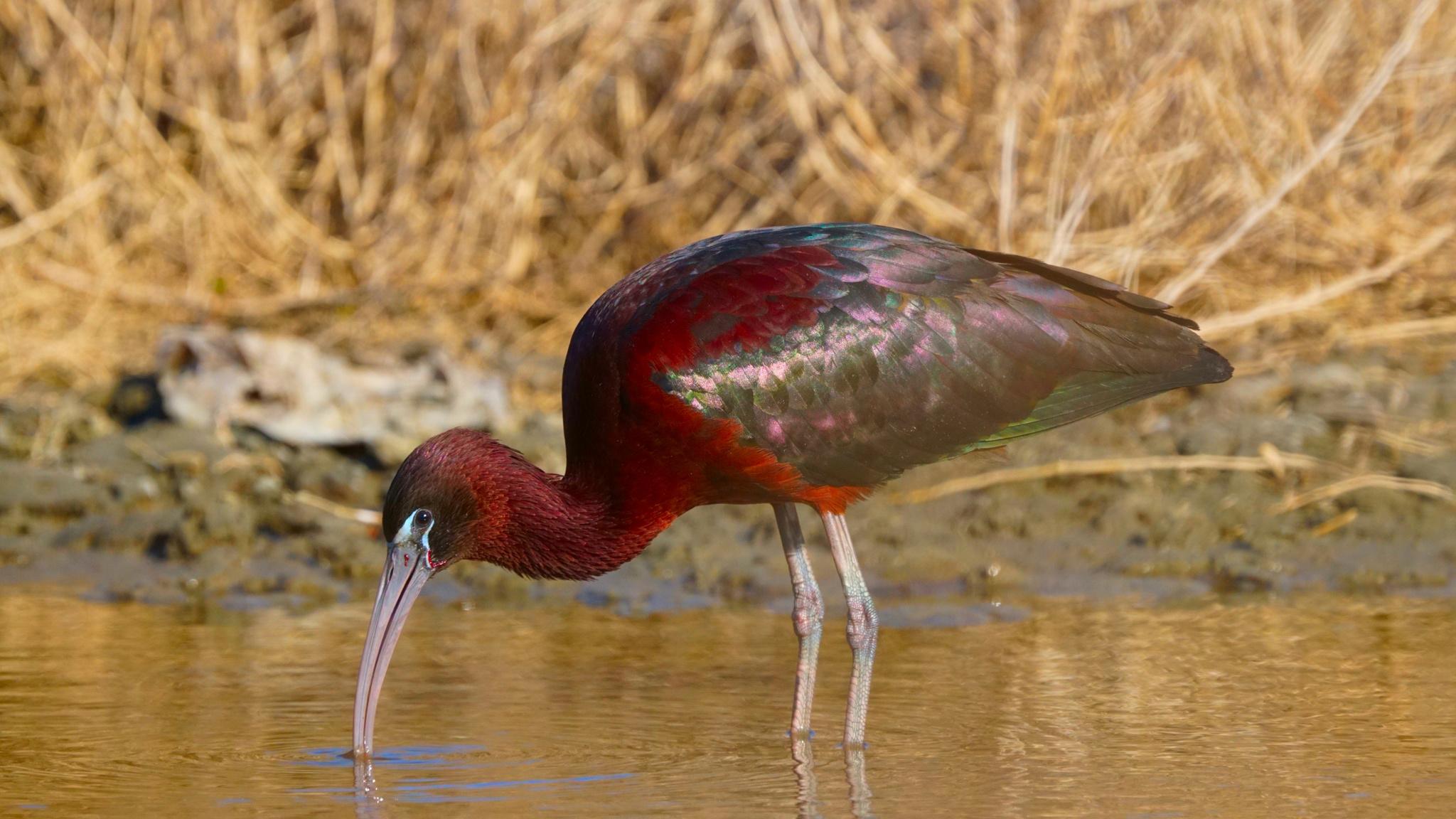 Ibis cara oscura