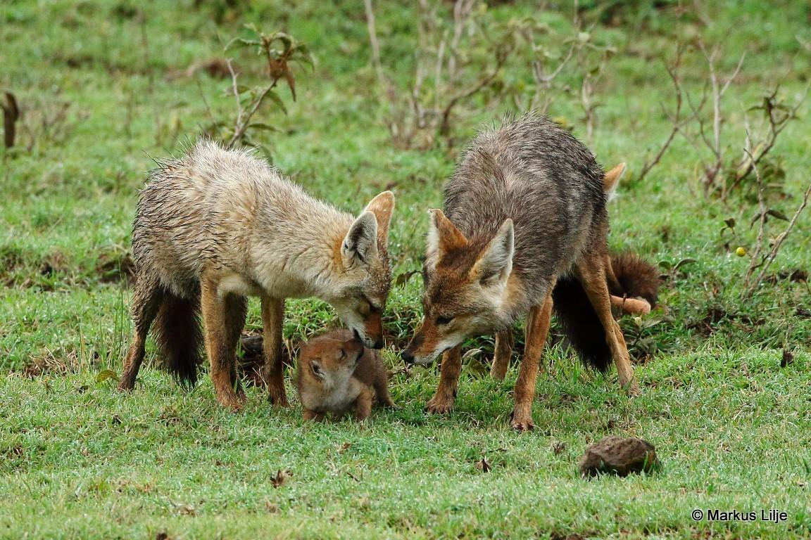 Coyotes, lobos, chacales y perros