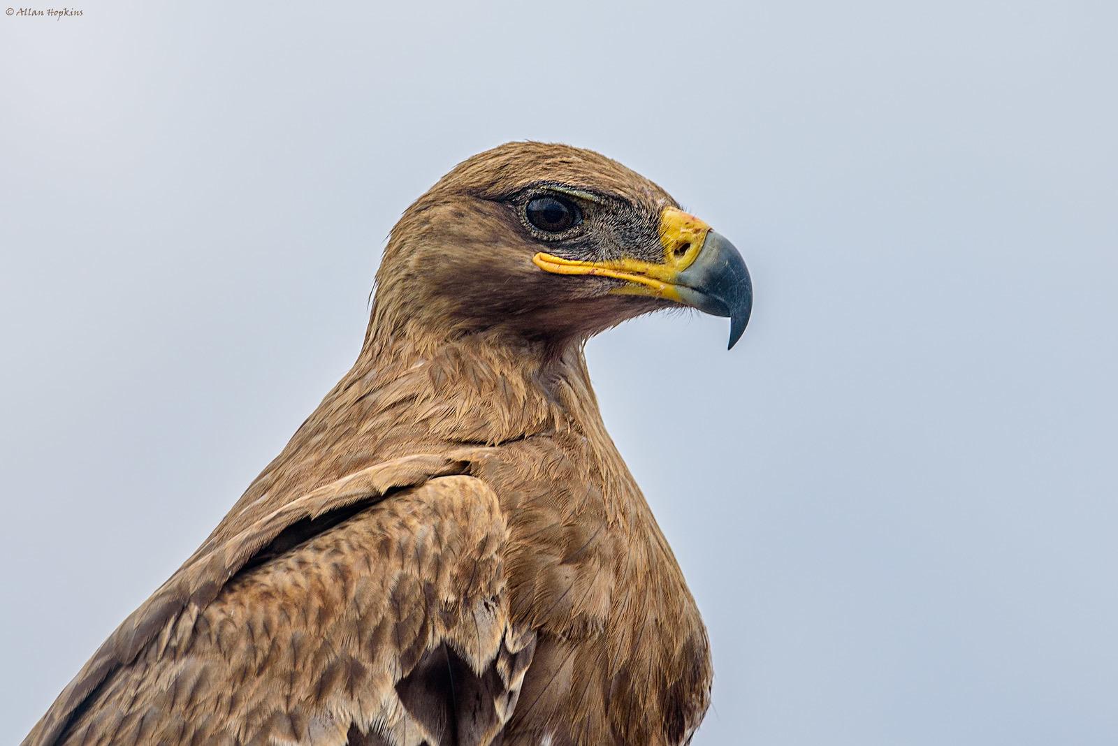 Águila esteparia