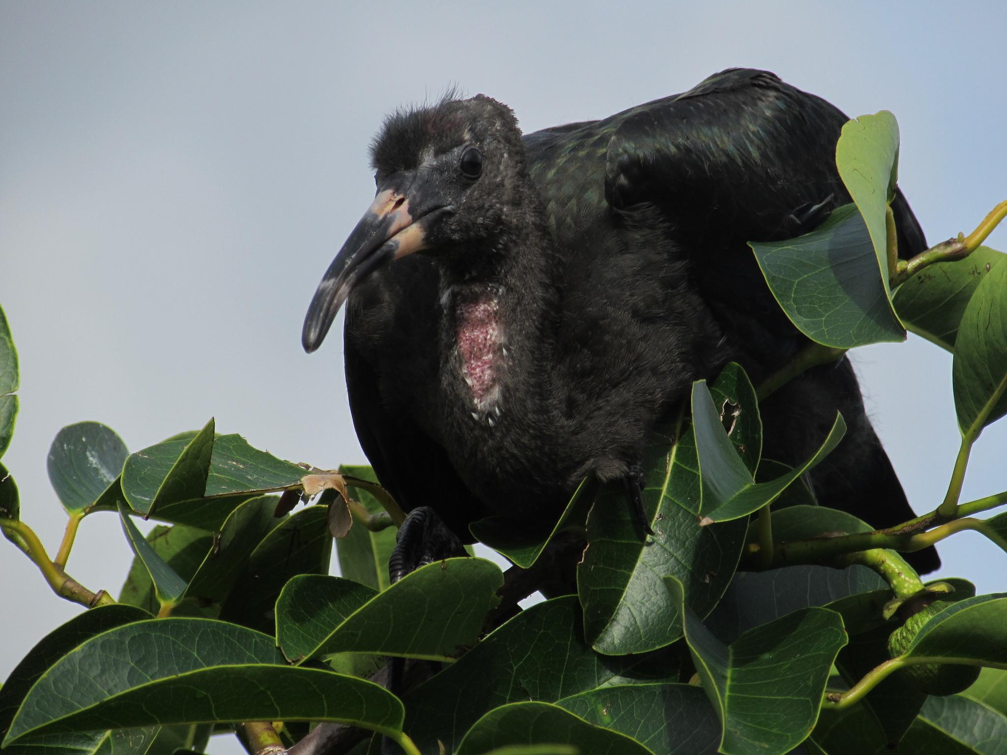 Ibis cara oscura