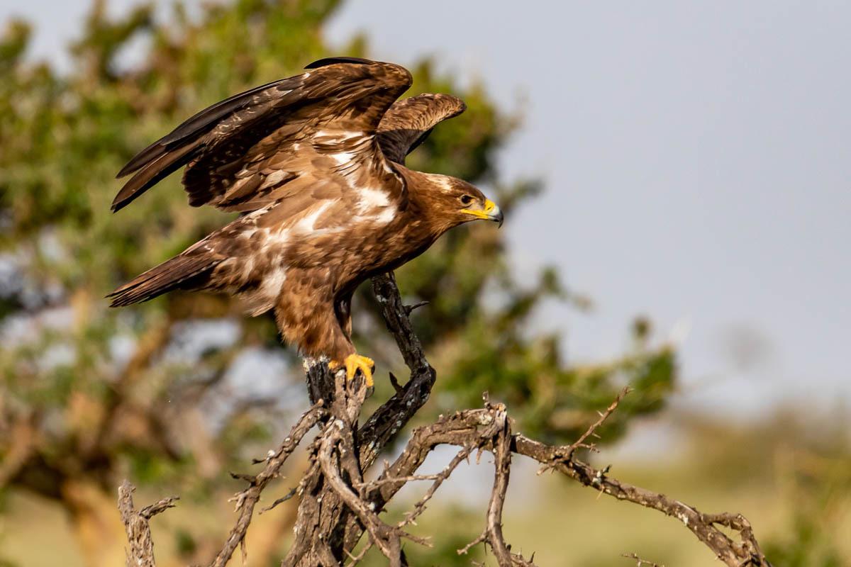Águila esteparia